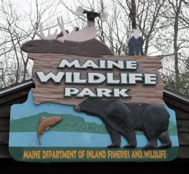 Maine Wildlife Park, Gray, Maine