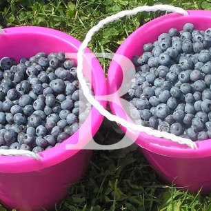 Blog Post: B is for Blueberry Picking with Memere Rose