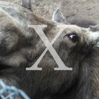 Blog Post: X is for Moose X-ing and a Visit to the Maine Wildlife Park in Gray Maine