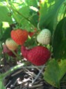 Strawberry Picking Maxwells Farm (4)
