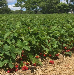 Strawberry Picking Maxwells Farm (6)