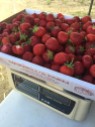 Strawberry Picking Maxwells Farm (8)