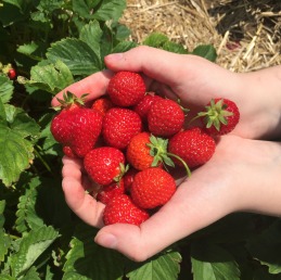 Strawberry Picking Maxwells Farm (9)