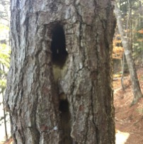 Harpswell Cliff Trail (6)