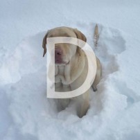 D is for a Determined Dog Chasing Snowballs