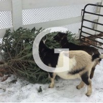 G is for Goats and an Adorable Way to Recycle Our Christmas Trees